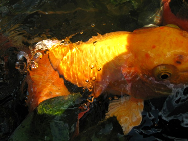 Koi Fish Eating Close Up